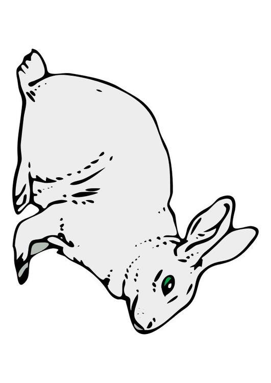 le lapin