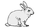 Images le lapin