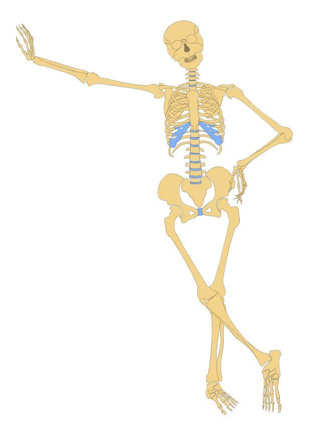 Image le squelette