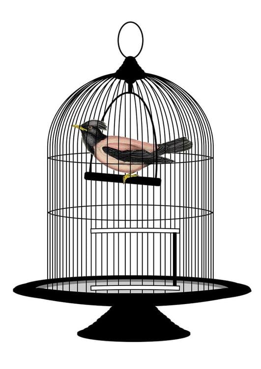 oiseau en cage