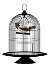 Images oiseau en cage