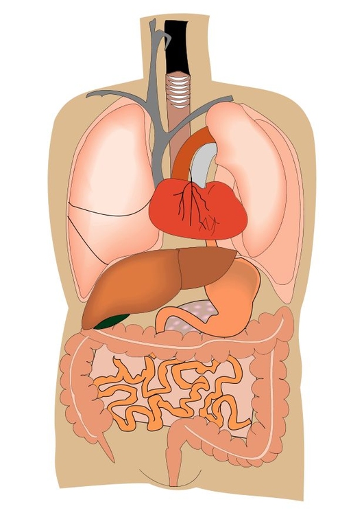 Image organes internes