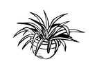 Coloriage plante d'intérieur