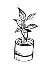 Coloriage plante d'intérieur