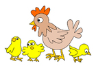 Images poule avec des poussins