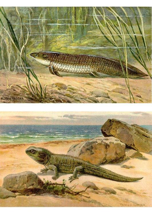 premiers animaux terrestres