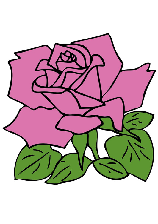 Image rose