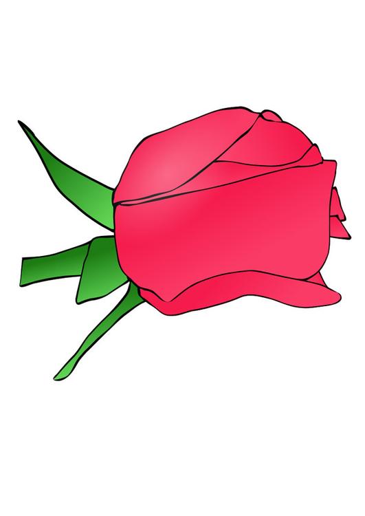 rose