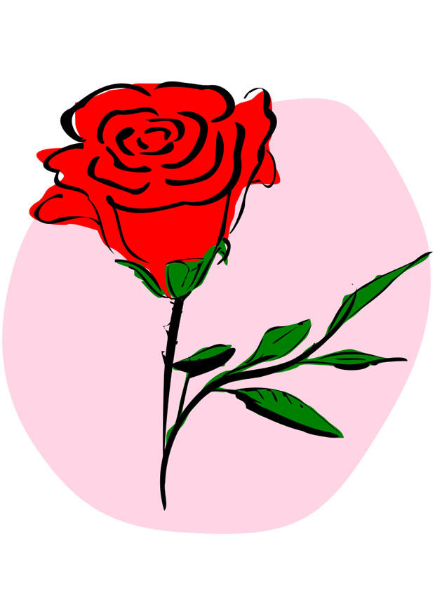 Image rose rouge