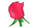 Image rose