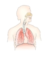 Images système de respiration