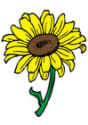 Image tournesol