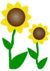 Images tournesols