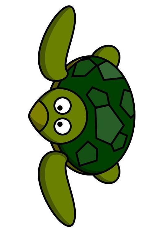 z1-la tortue