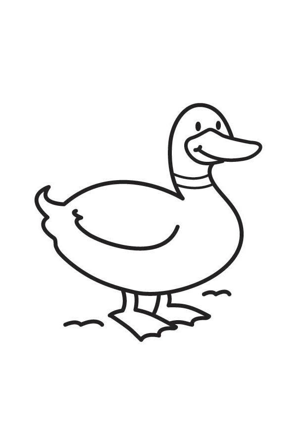 Canard coloriage