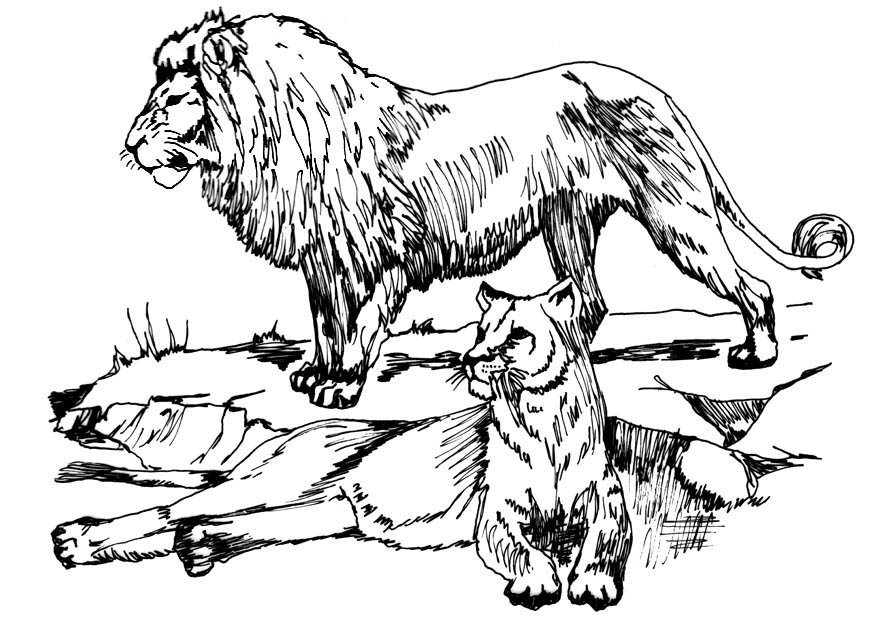 Coloriage lion et lionne - Gratuit à Imprimer - Img 16633