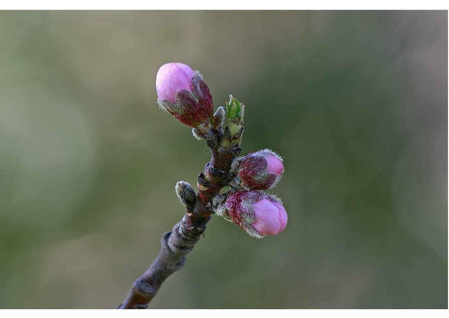 2. boutons de fleurs - dA©but du printemps Photo 2. boutons de fleurs - dA©but du printemps