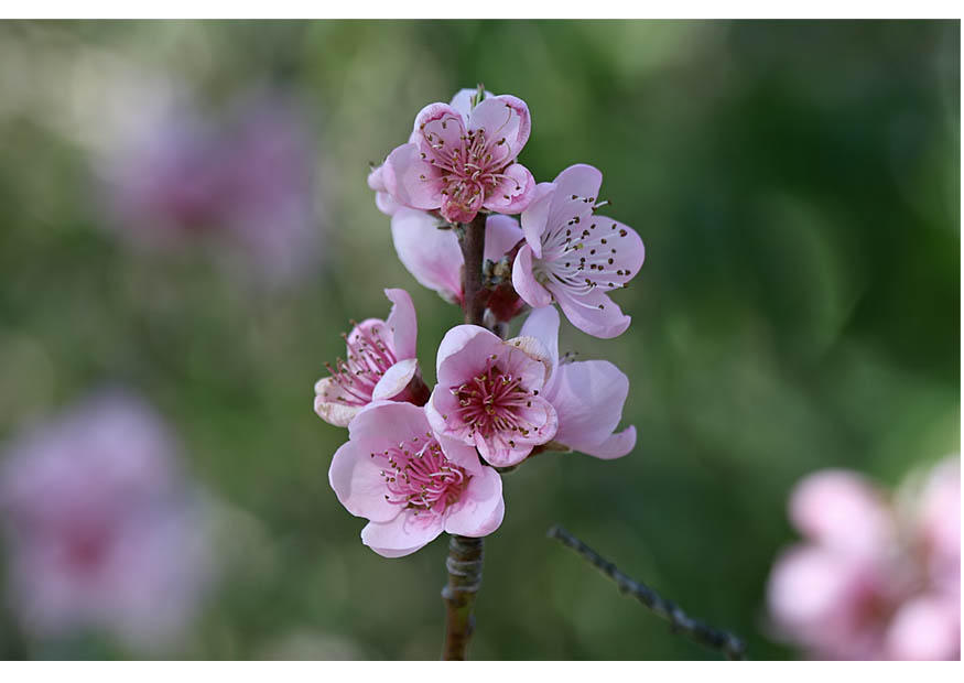3. fleurs - dA©but du printemps Photo 3. fleurs - dA©but du printemps