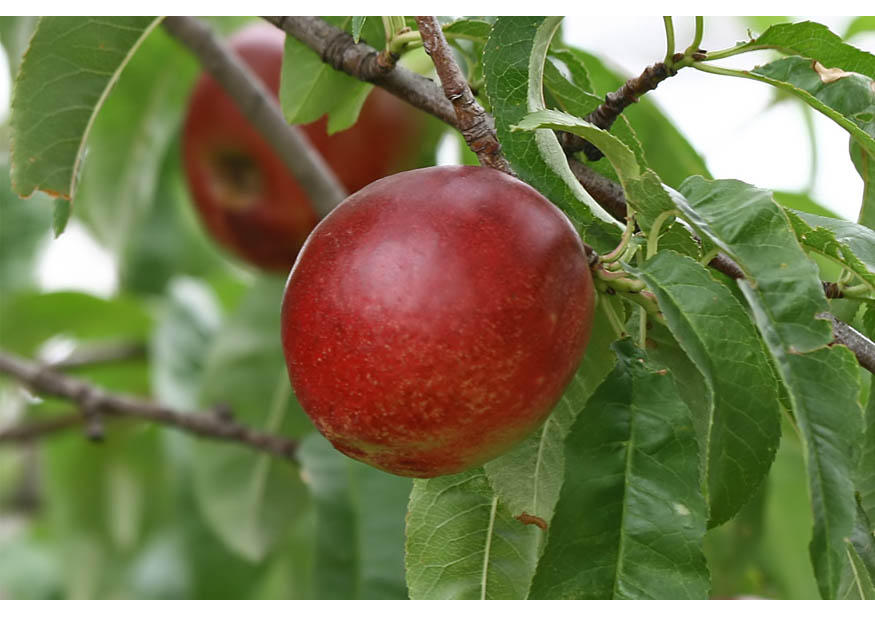 6. nectarine mure - milieu de lA©tA© Photo 6. nectarine mure - milieu de lA©tA©