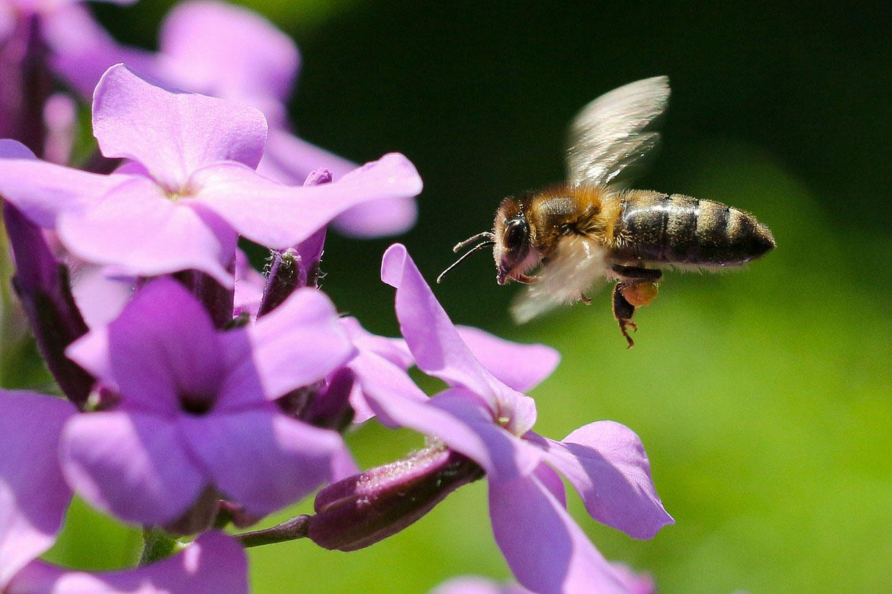 abeille Photo abeille