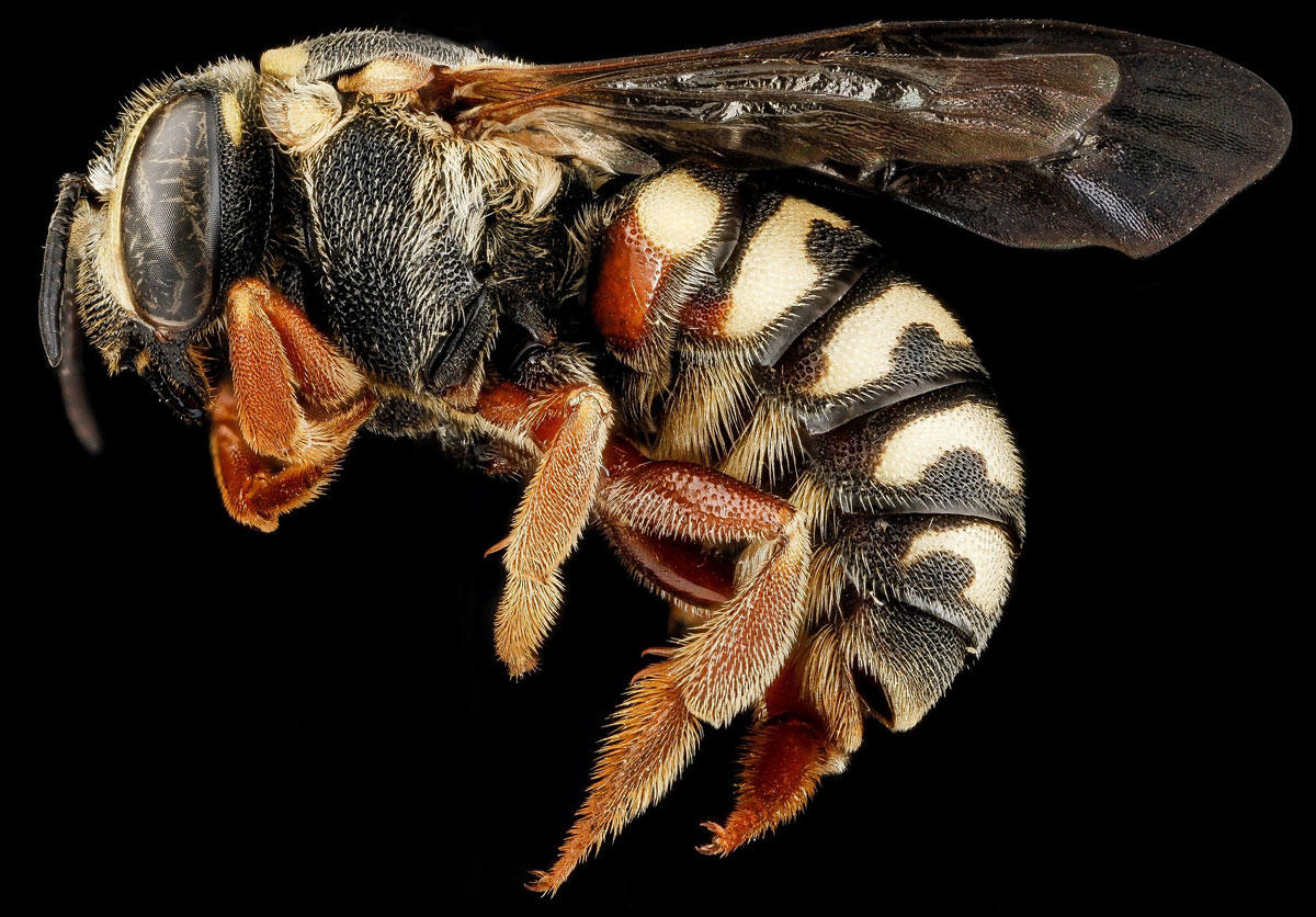 abeille Photo abeille