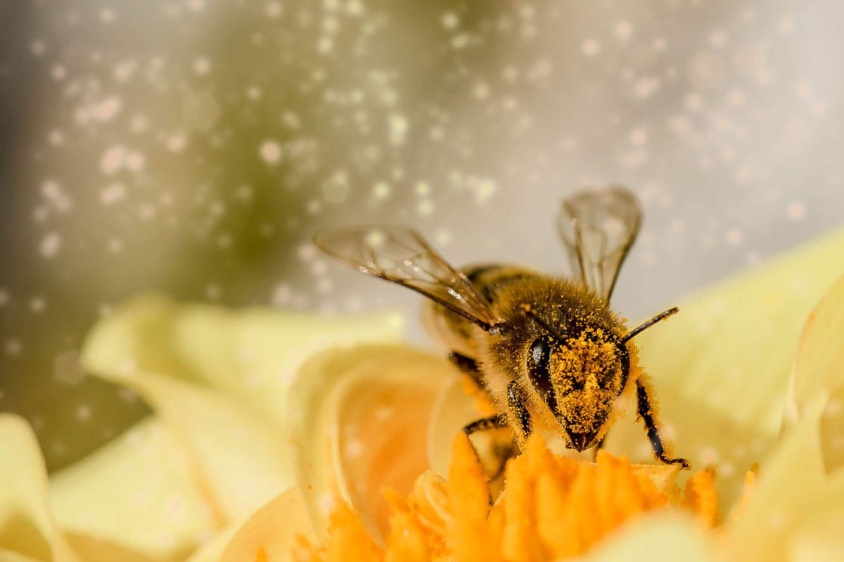 abeille butinant Photo abeille butinant