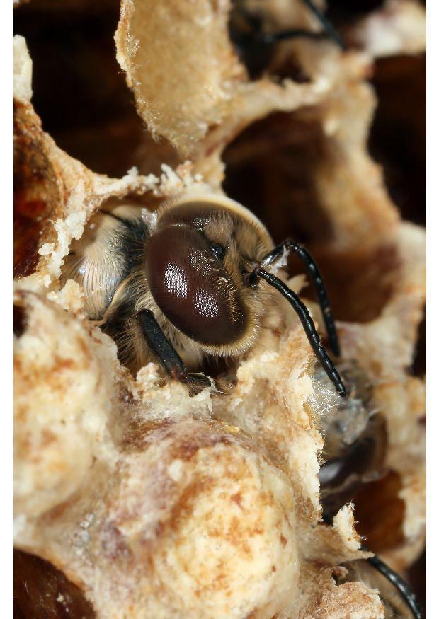 abeille mellifA¨re Photo abeille mellifA¨re