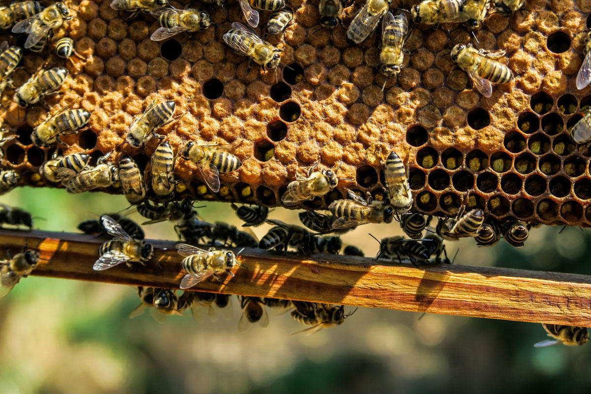 abeilles Photo abeilles