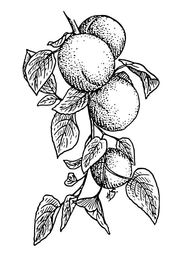 abricot Coloriage abricot