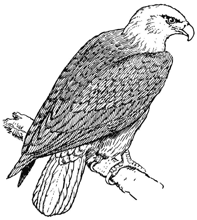 aigle Coloriage aigle