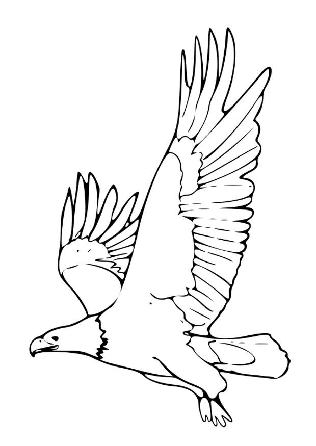 aigle Coloriage aigle