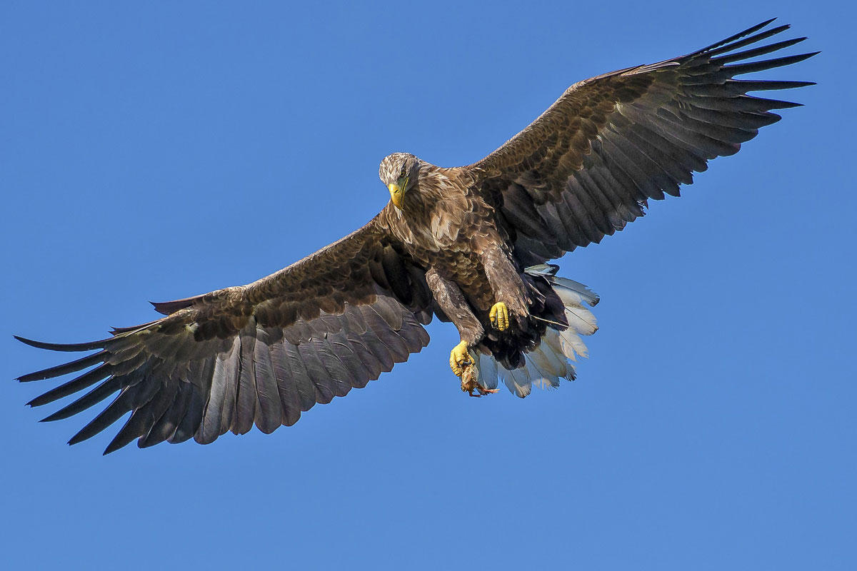 aigle Photo aigle