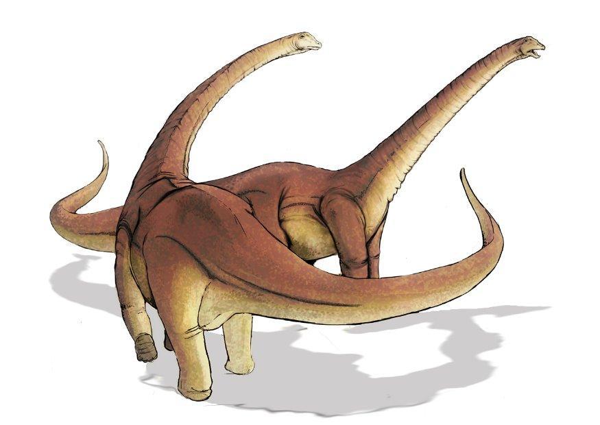 alamosaurus Image alamosaurus