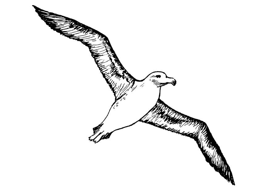 albatros Coloriage albatros
