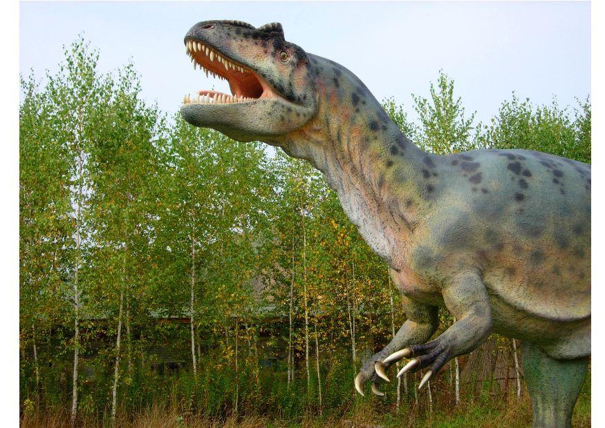 allosaurus Photo allosaurus