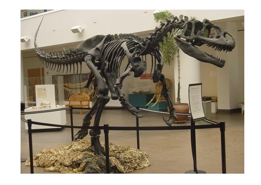 allosaurus Photo allosaurus