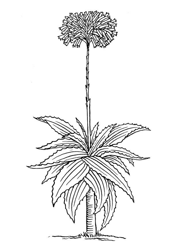 aloe vera Coloriage aloe vera