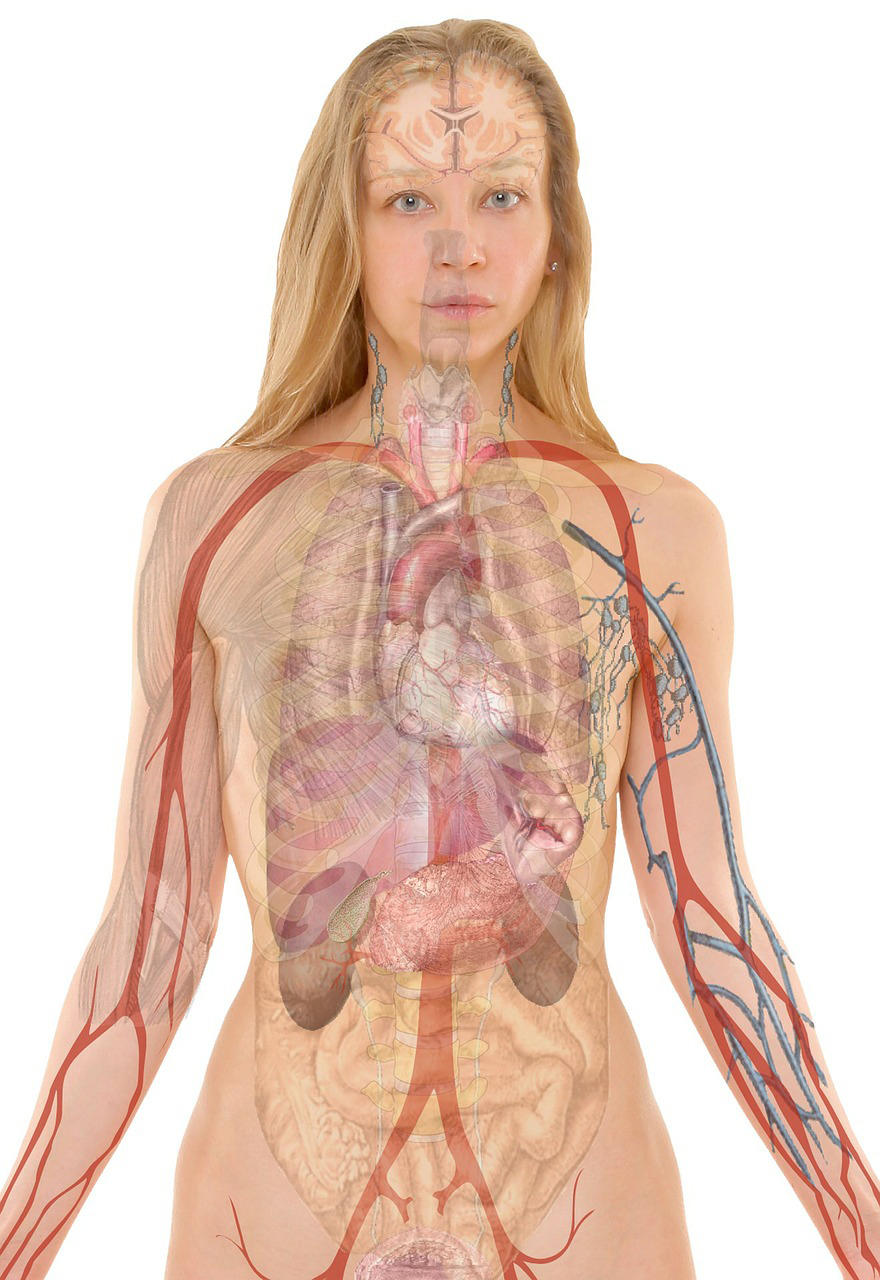anatomie Image anatomie
