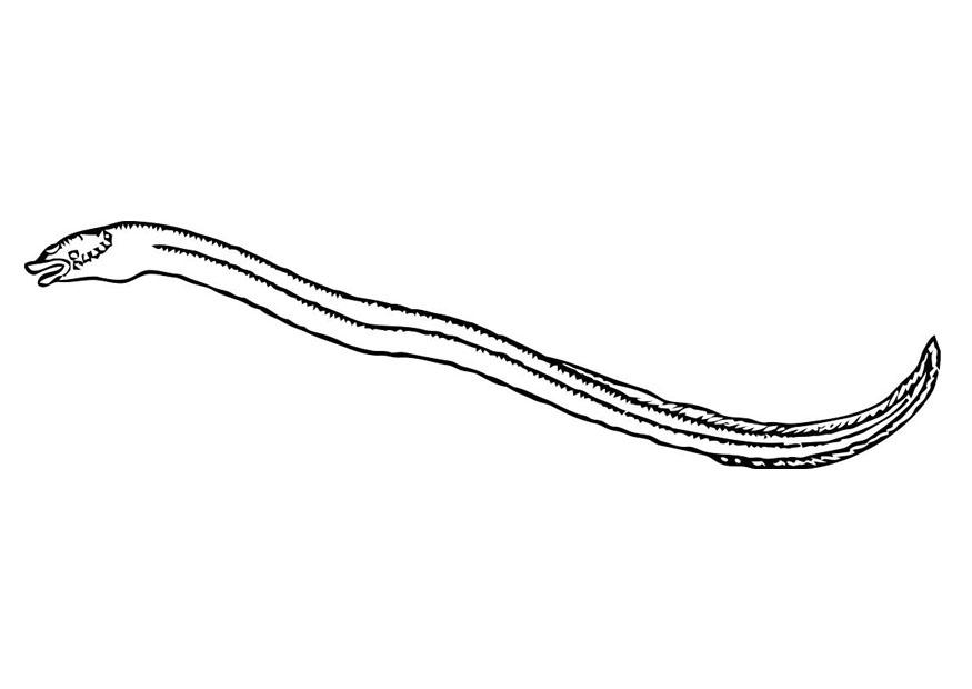 anguile Coloriage anguile