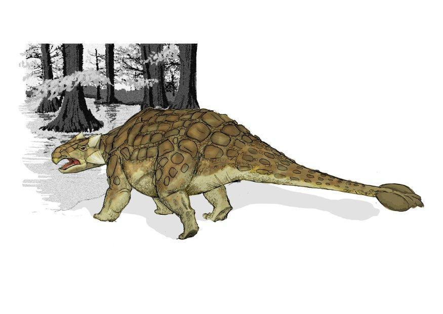 ankylosaurus Image ankylosaurus