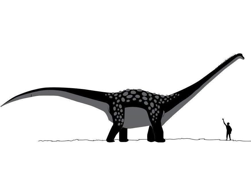 antarctosaurus Coloriage antarctosaurus
