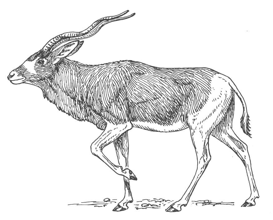 antilope Coloriage antilope