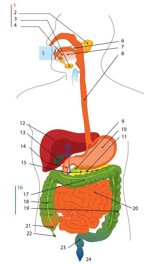 appareil digestif Image appareil digestif