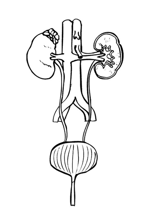 appareil urinaire Coloriage appareil urinaire