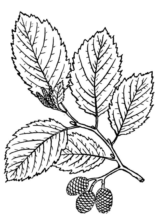 arbre - aulne Coloriage arbre - aulne