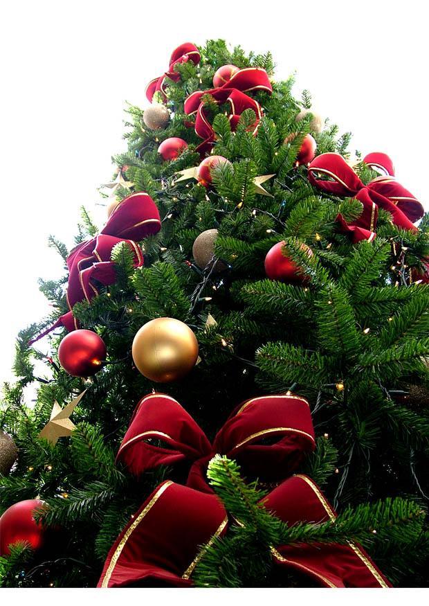 Photo arbre de noA«l