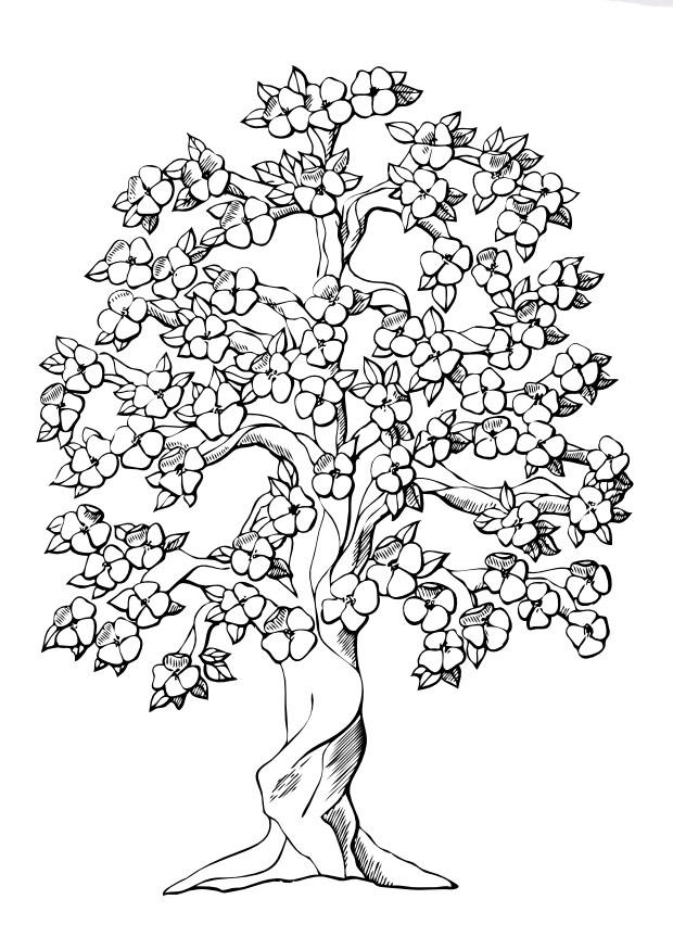 arbre et la floraison Coloriage arbre et la floraison