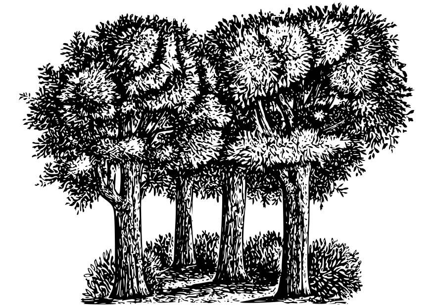arbres Coloriage arbres