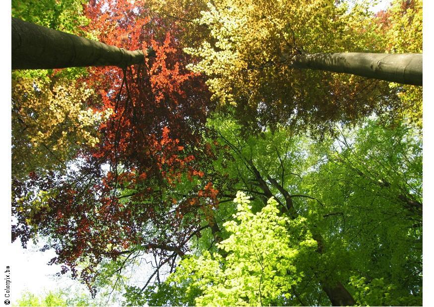 arbres Photo arbres