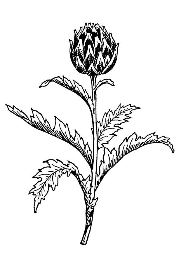 artichaut Coloriage artichaut
